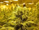 Long Beach, CA Marijuana Growers Insurance