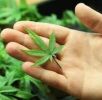 Long Beach, CA Cannabis Insurance