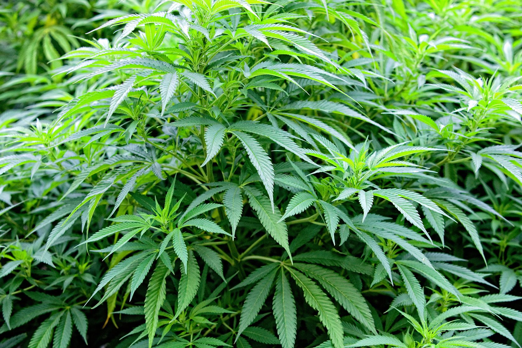 Long Beach, CA Marijuana / Cannabis Insurance